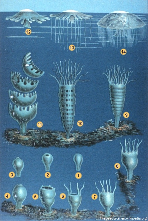 jellyfish reproduction