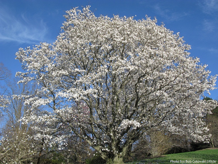 magnolia-tree-2