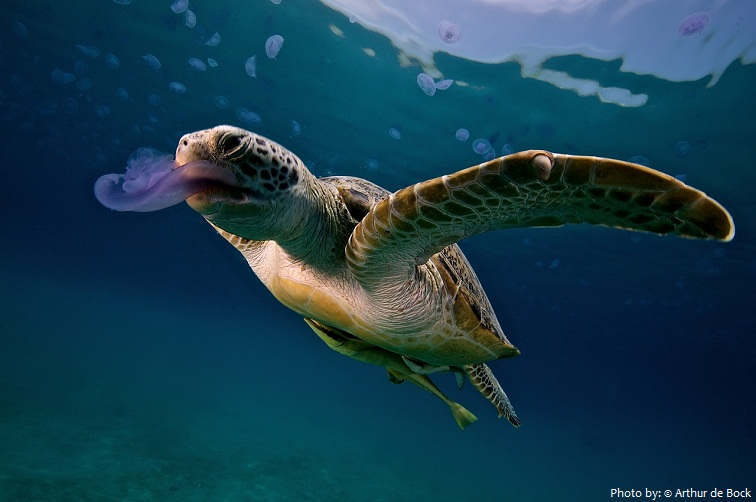 sea turtle eating jellyfish