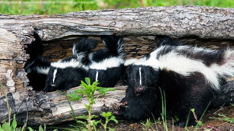 skunk mother and babies