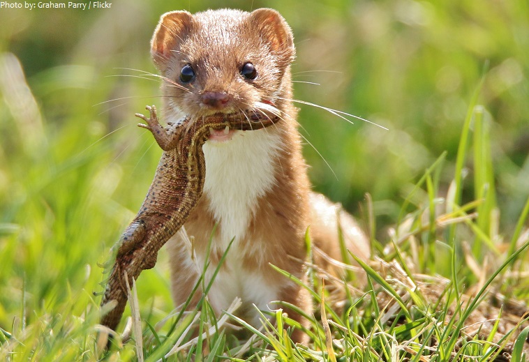 weasel and prey