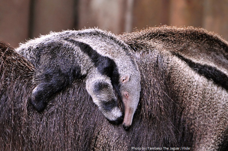 anteater baby