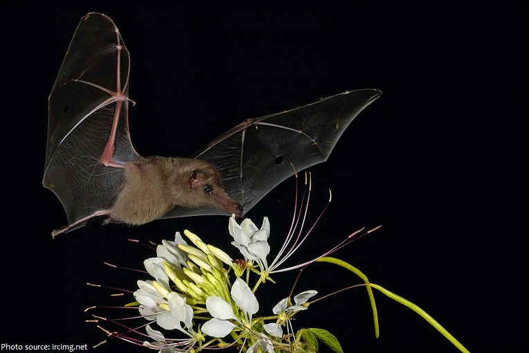 bat and flowers