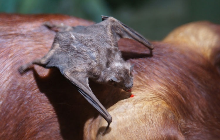 bat eating blood