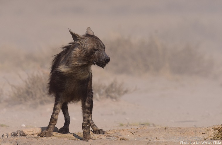 brown hyenas