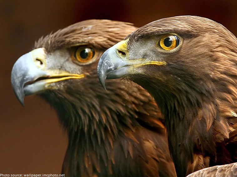 eagles pair
