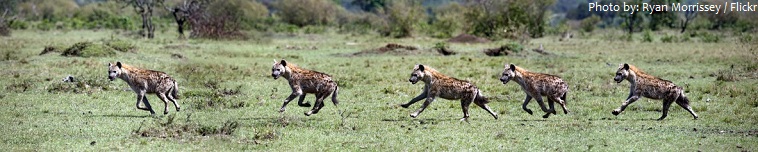 hyenas running