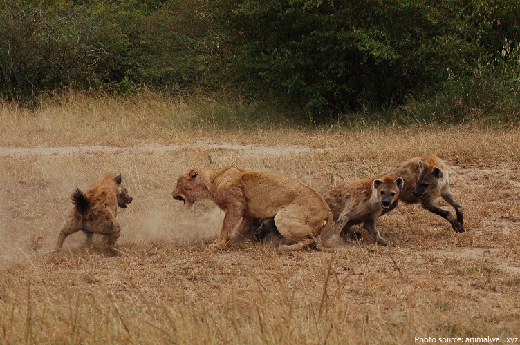 hyenas vs lions