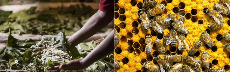 silkworms and bees
