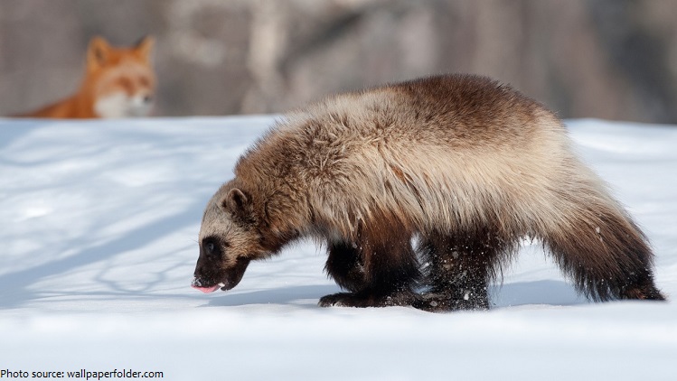 Interesting facts about wolverines | Just Fun Facts