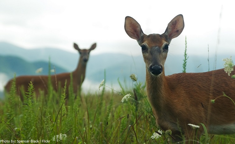 appalachian mountains deer