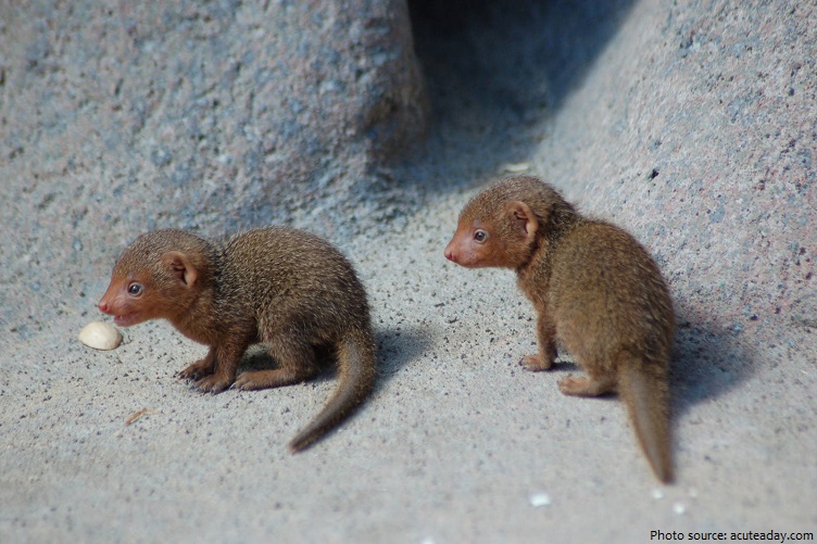 baby mongooses