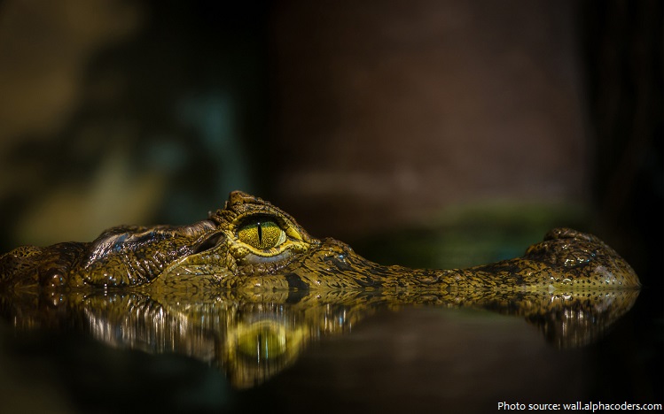 crocodile lurking