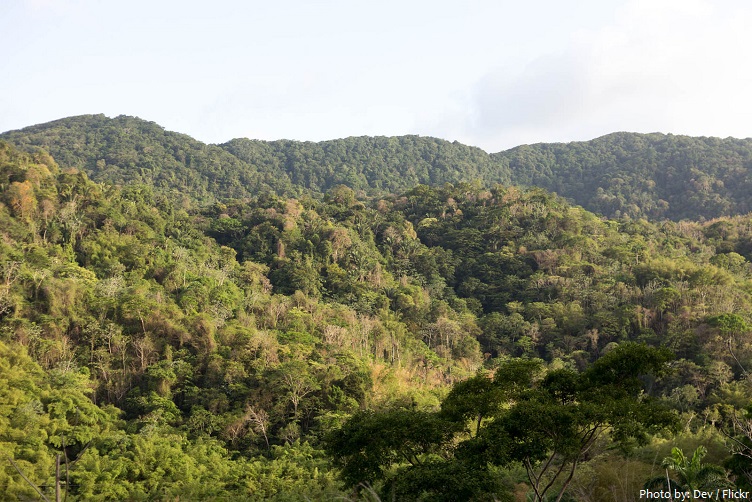 main ridge forest reserve tobago