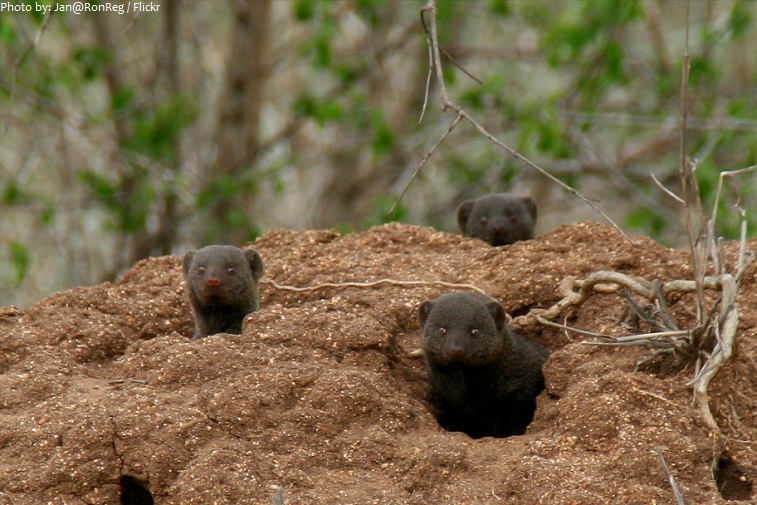 mongoose burrow