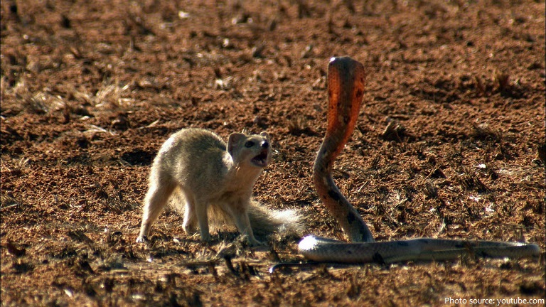 mongoose vs cobra