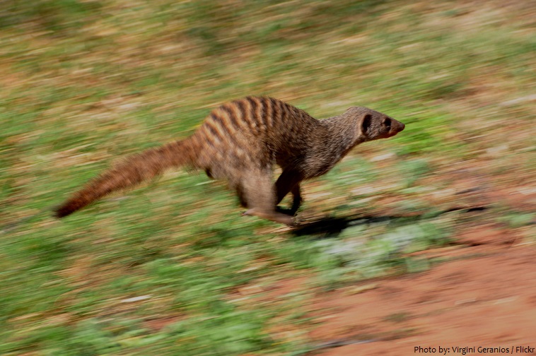 mongooses running