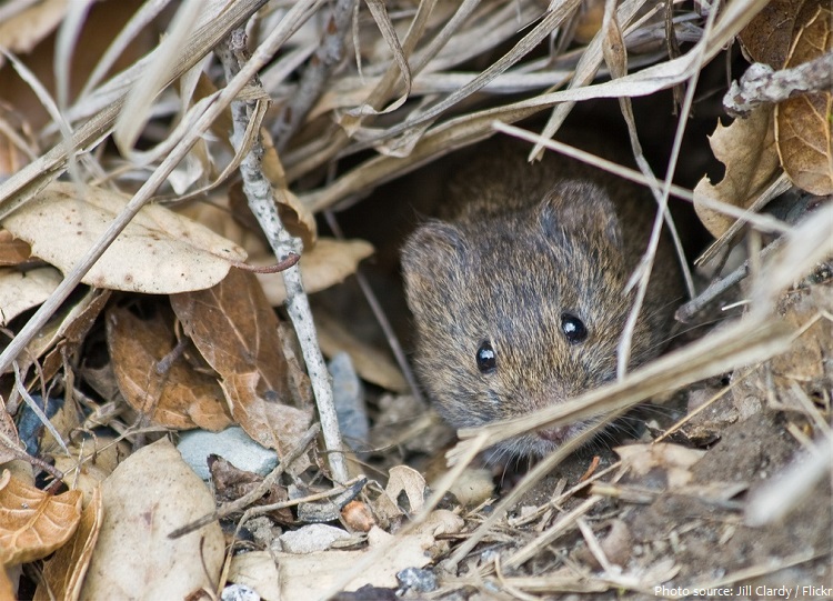 mouse burrow