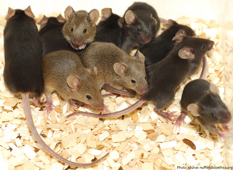 nest of mice