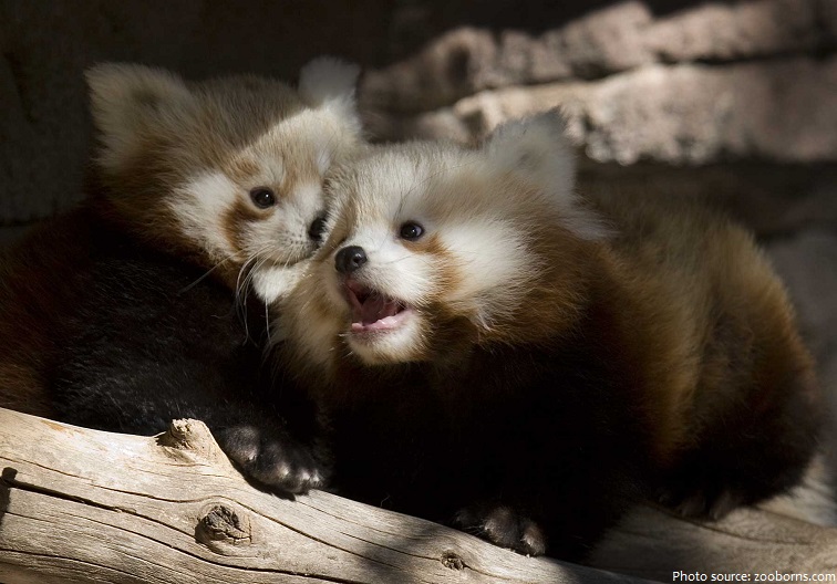 red panda cubs