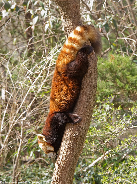 red panda descent