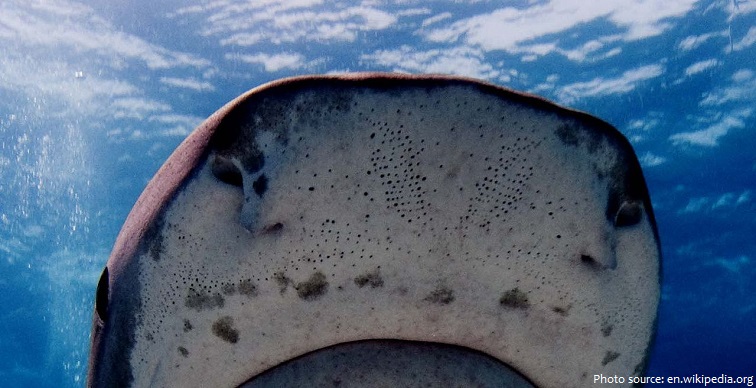 shark pores with ampullae of lorenzini