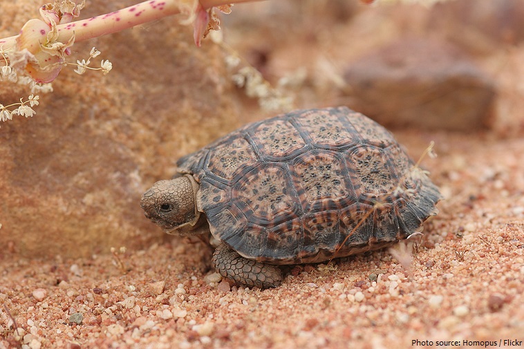 speckled tortoise