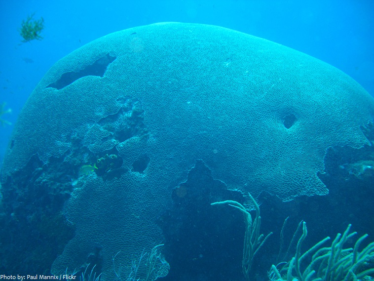 the biggest brain coral in the world