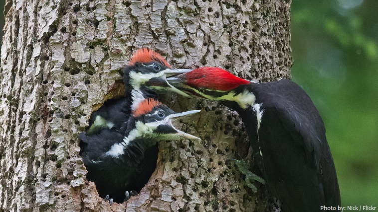 woodpecker chicks