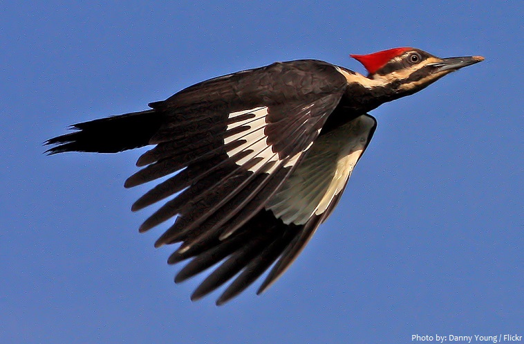 woodpecker flying