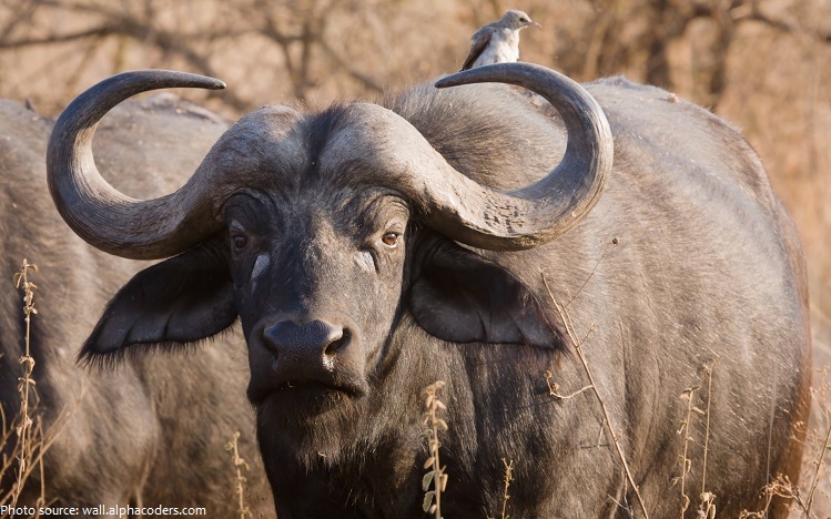 Interesting facts about african buffalo | Just Fun Facts