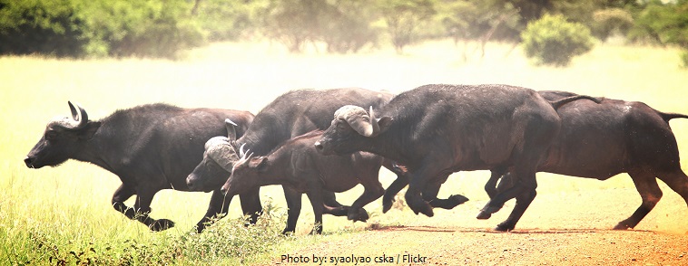 african buffaloes running