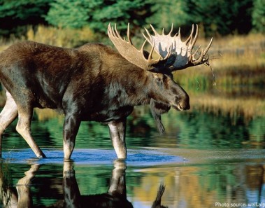 Interesting facts about moose