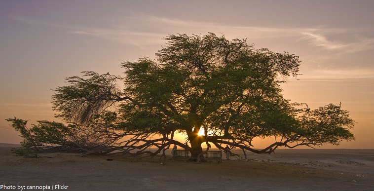 tree of life bahrain
