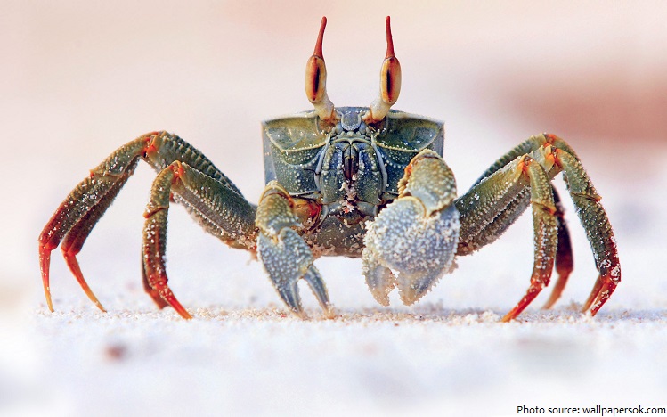crab-2