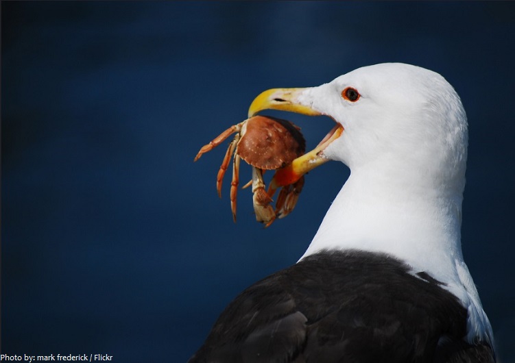 crab and seagull
