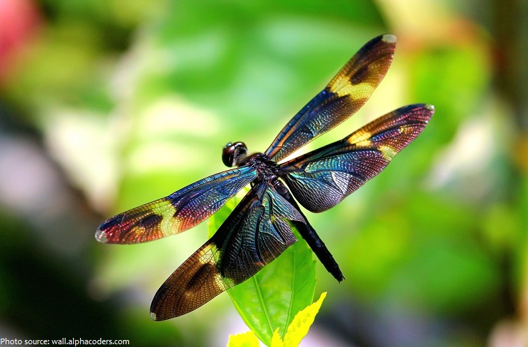 dragonfly-2