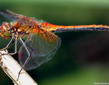 Interesting facts about dragonflies