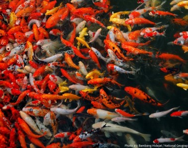 Interesting facts about koi fish