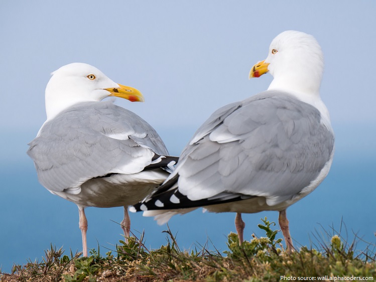 seagull couple