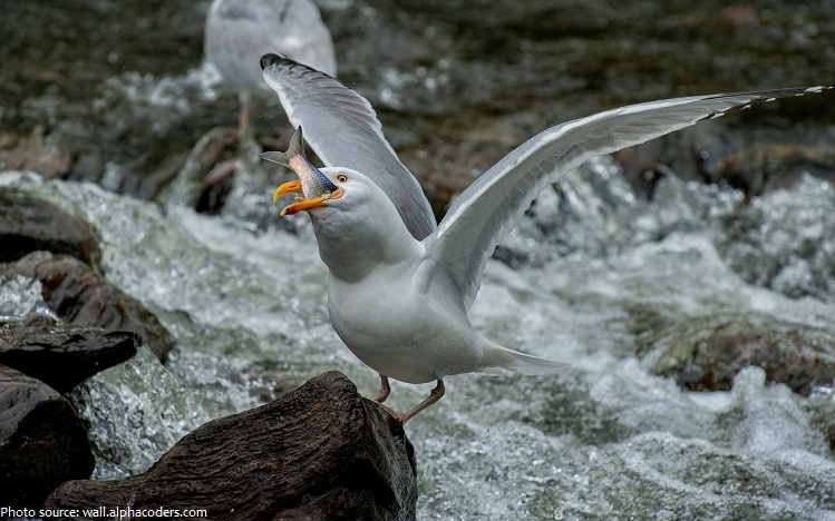 seagull eating
