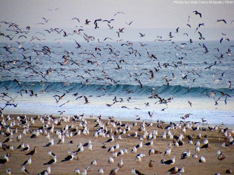 seagulls colony