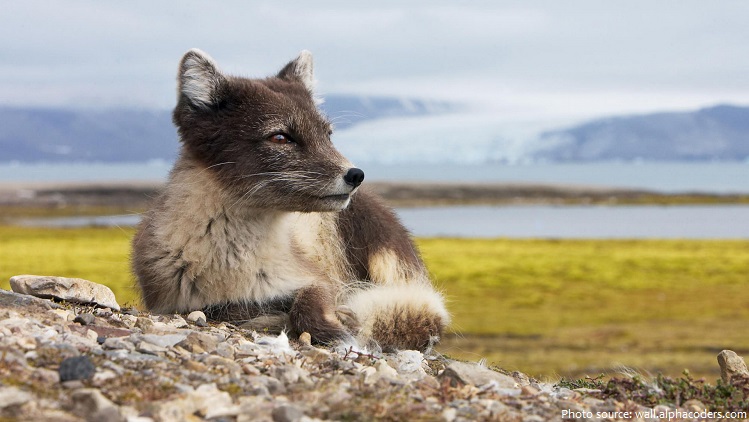 arctic-fox-3