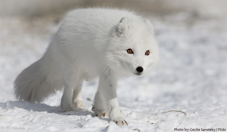 arctic-fox-6