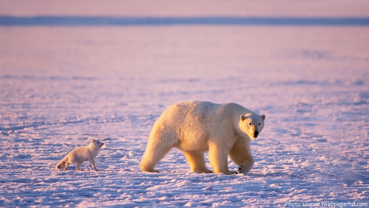 arctic fox and polar bear