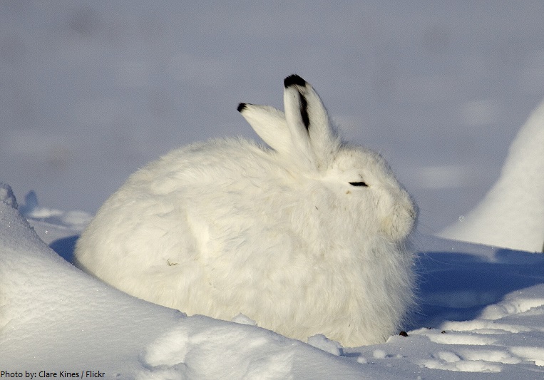 arctic-hare-2