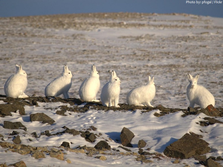 arctic hare group