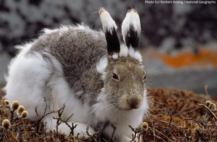 arctic hare moult
