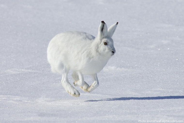 arctic hare running