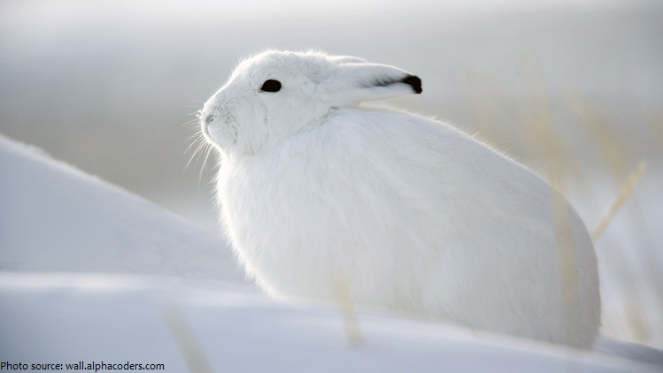 Interesting facts about Arctic hares | Just Fun Facts